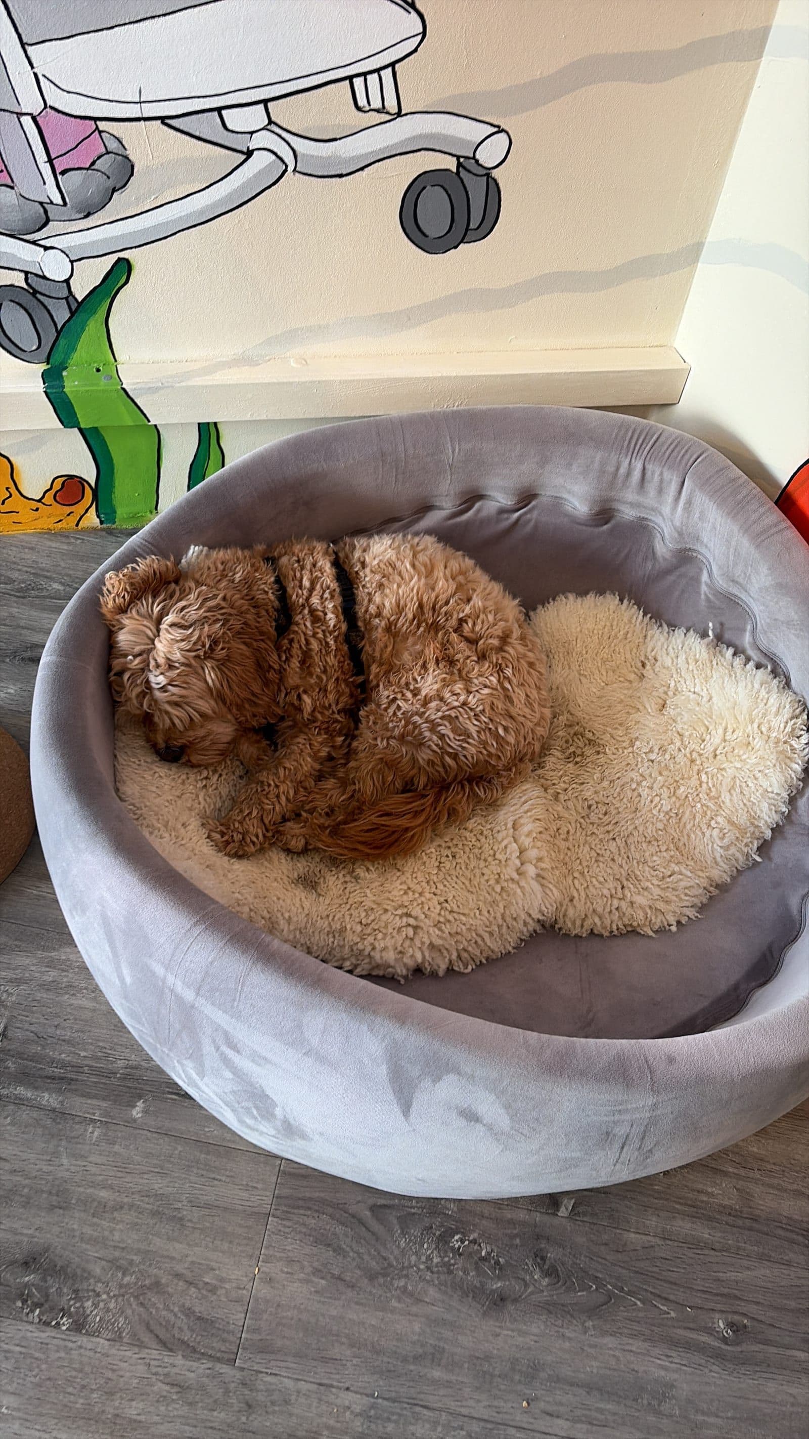 Auch unser Bürohund freut sich